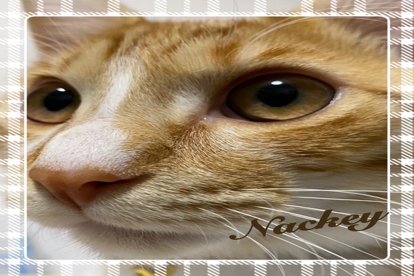 凛々しさ の新着タグ記事一覧 Note つくる つながる とどける