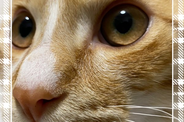 凛々しさ の新着タグ記事一覧 Note つくる つながる とどける 凛々しさ の新着タグ記事一覧 Note つくる つながる とどける