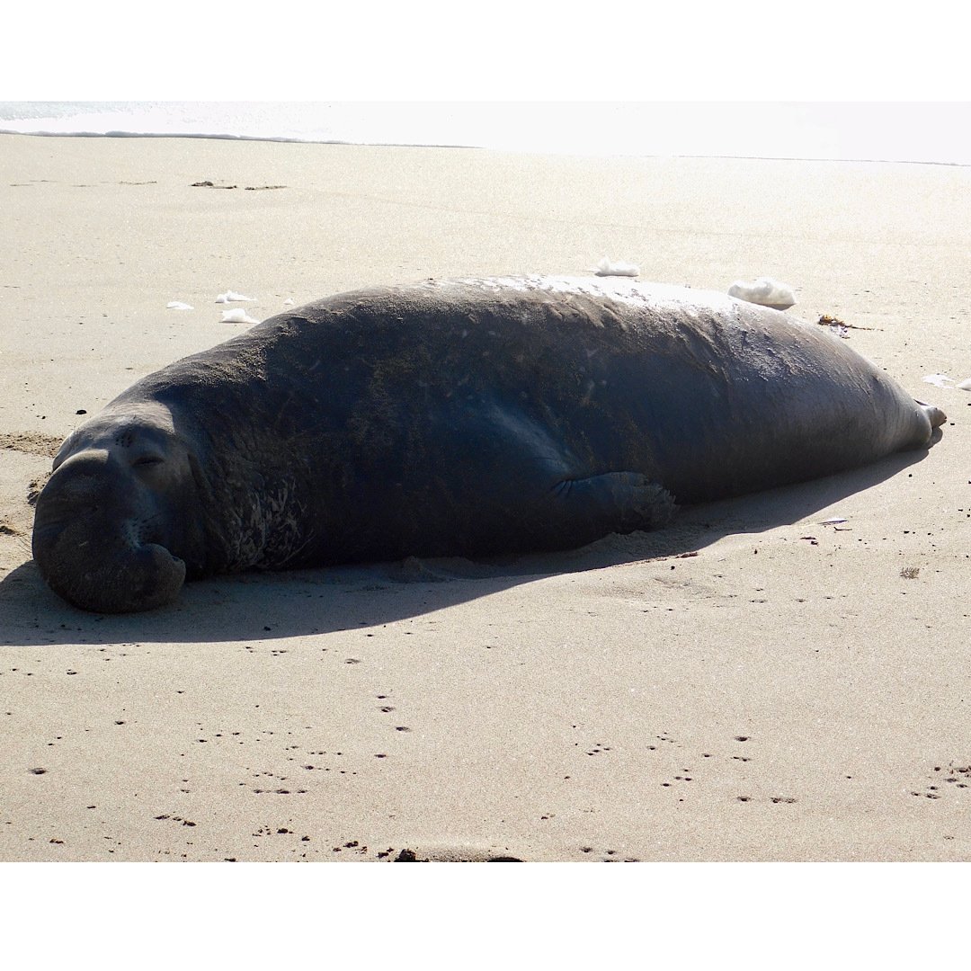 春の海辺 Mika California Note