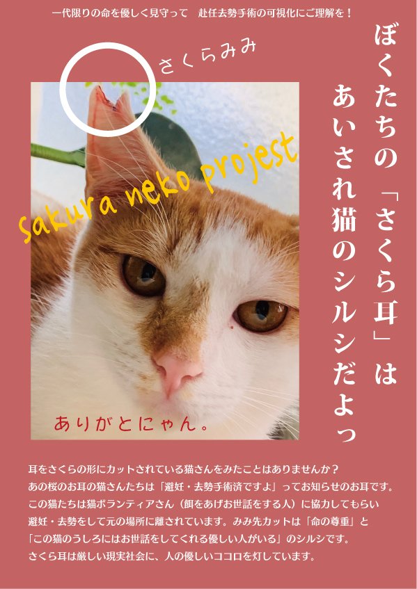 さくら猫 Npo法人あおぞら Note