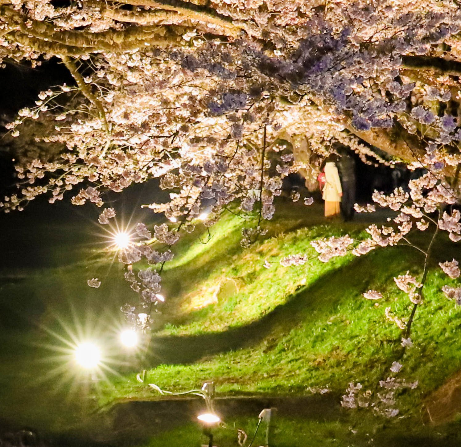 Yoshi写真館 次に出会える春の景色はどんなだろう Yoshi Note