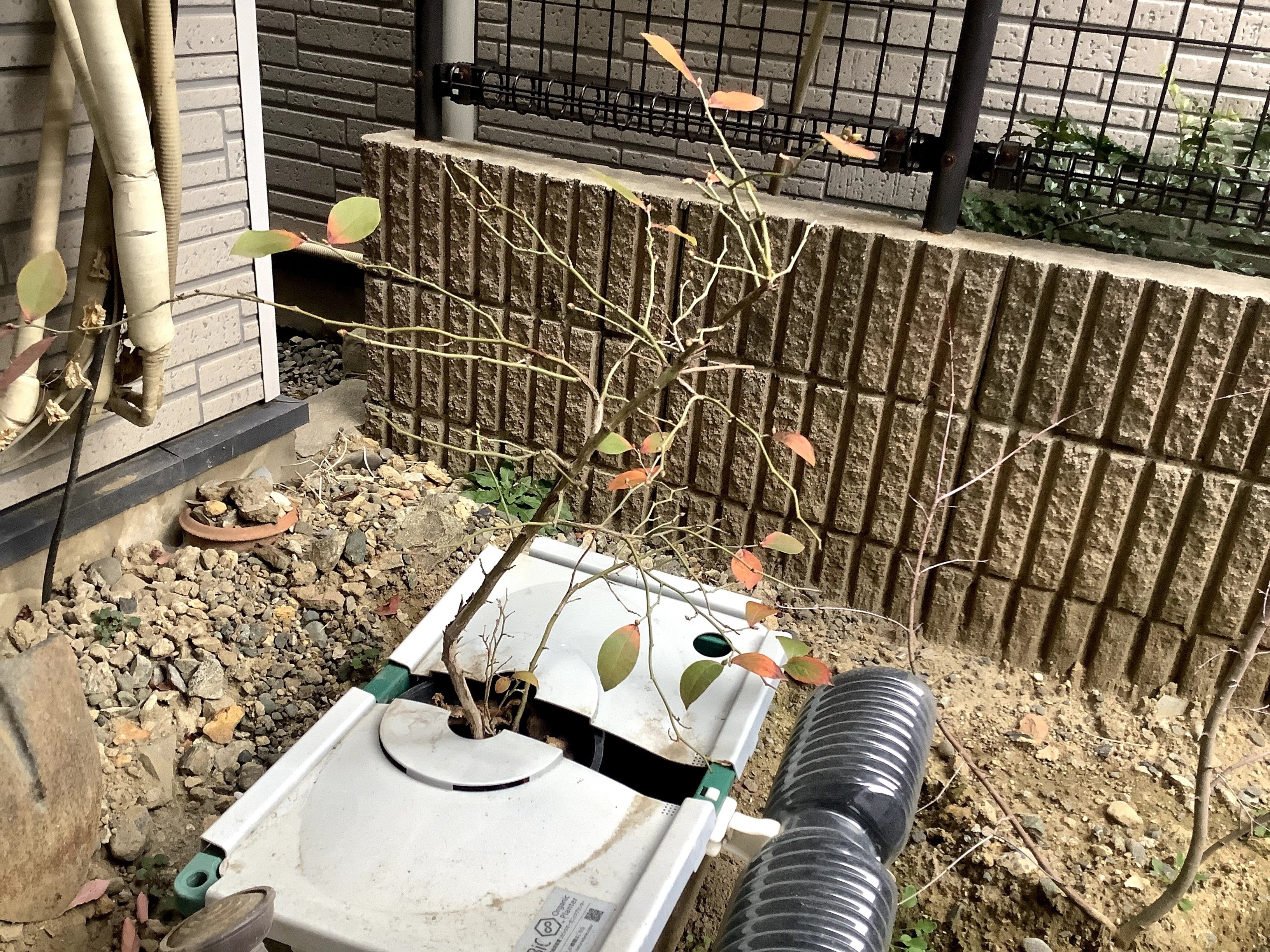 ブルーベリー日記 ブルーベ リー Note