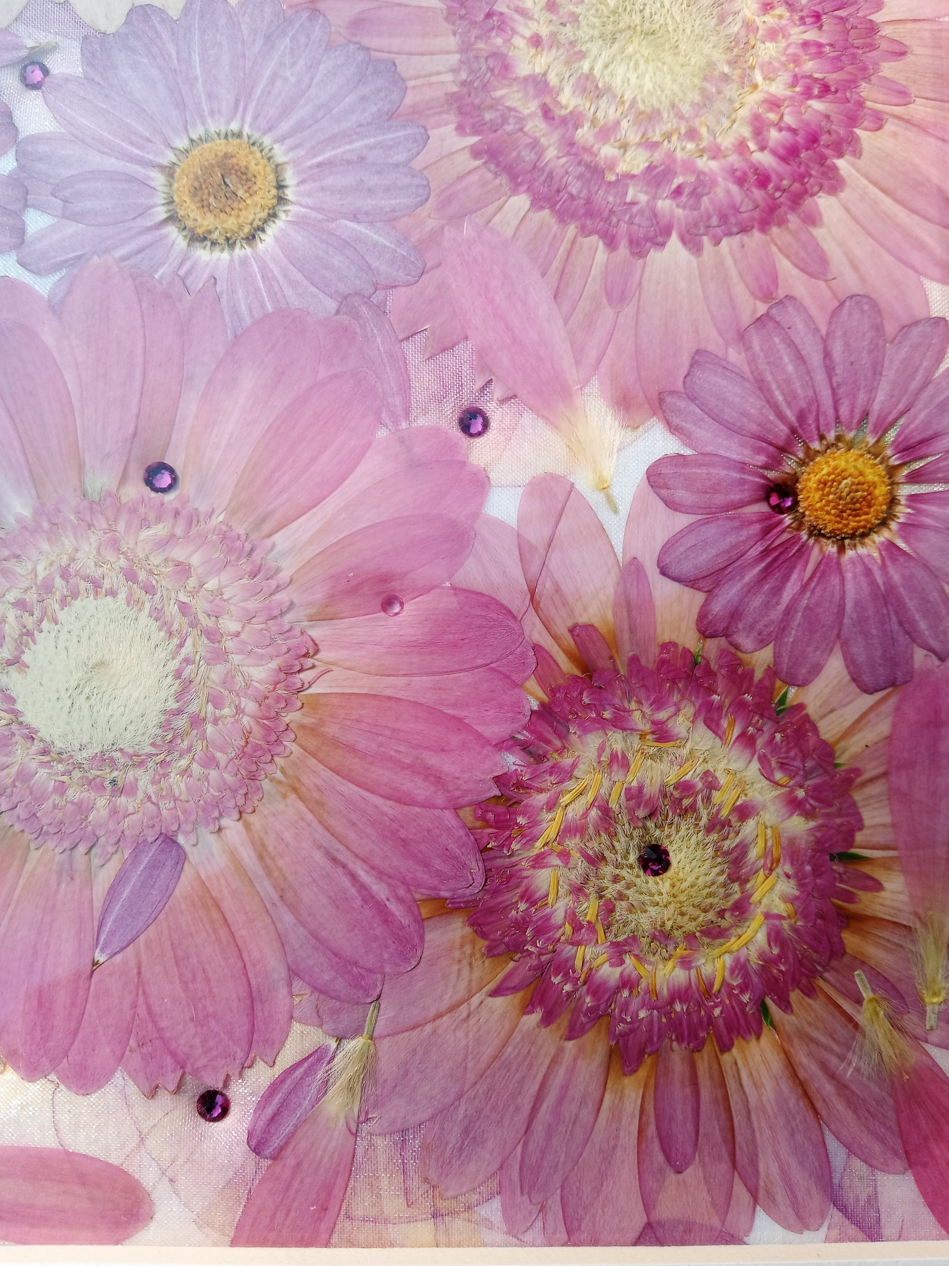 ガーベラとピンクの菊の押し花額 Ai Note