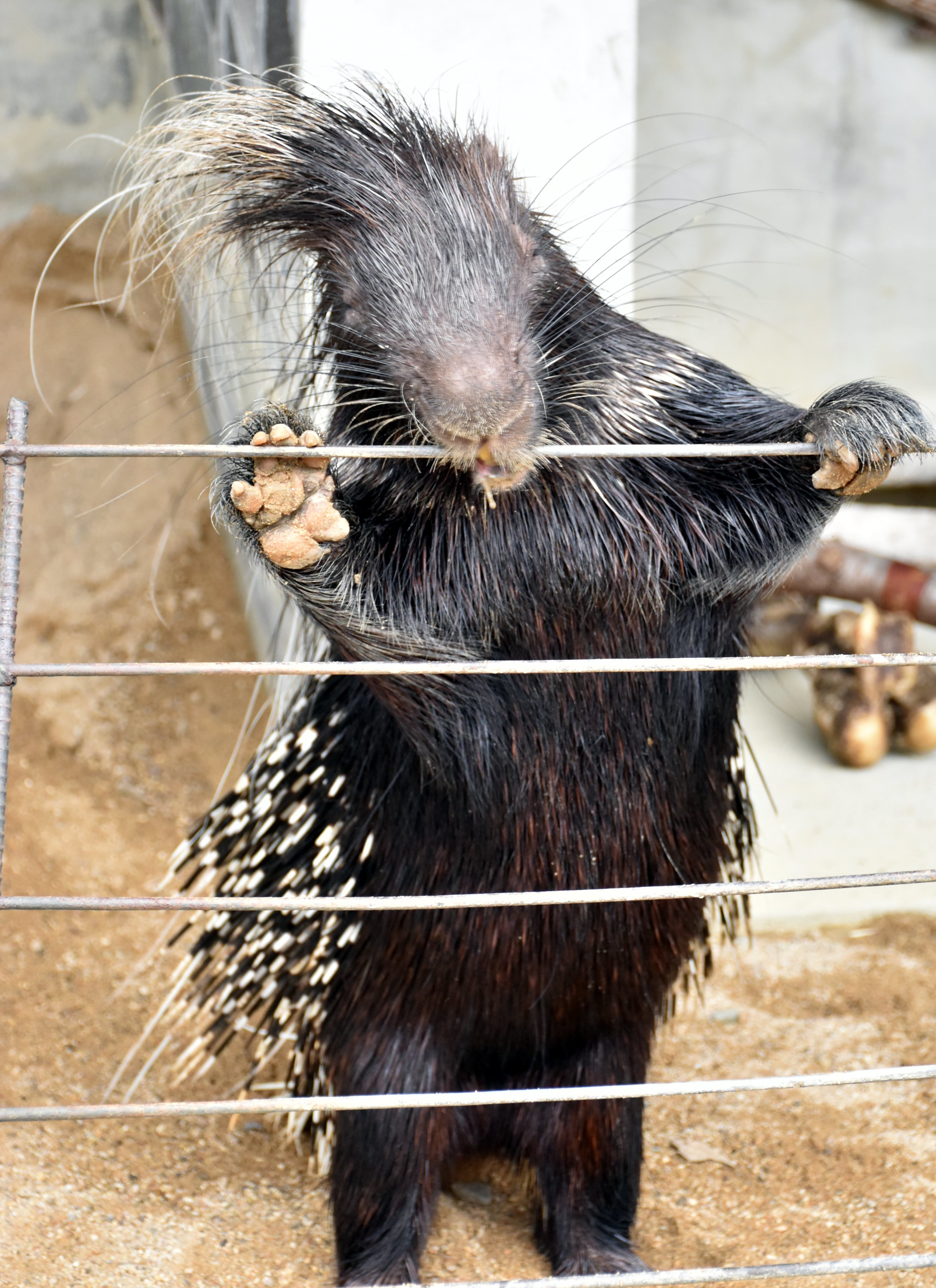 アフリカタテガミヤマアラシ 齧歯目ヤマアラシ科 Hirahiranote Note