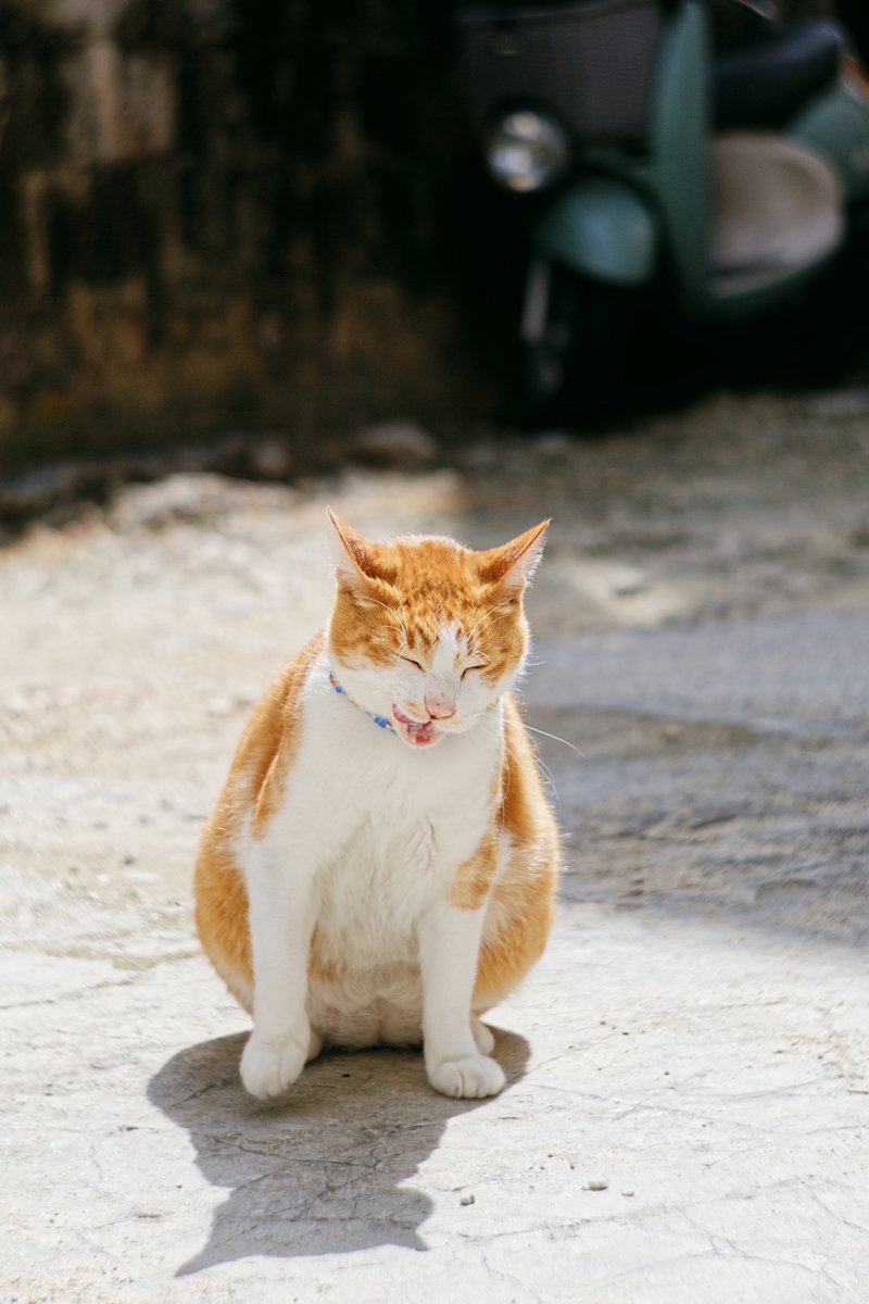 路地裏の猫ちゃん Masaki Senko Note