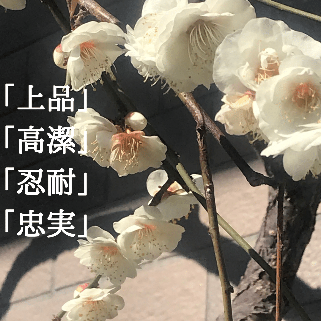 ベランダの白梅21 Phytolc Note ベランダの白梅21 Phytolc Note
