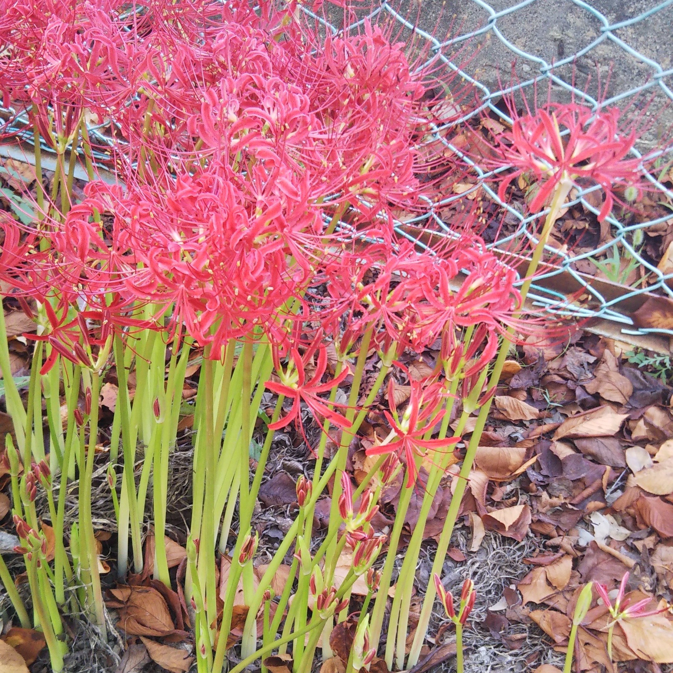 彼岸花 曼珠沙華 黒朝白夜 Note