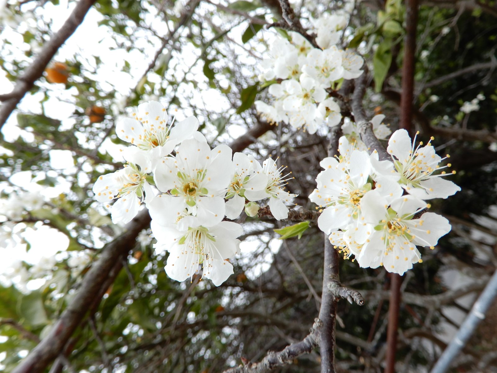 冬の花みっけ 綾野 花南 あやの はな Note 冬の花みっけ 綾野 花南 あやの はな Note