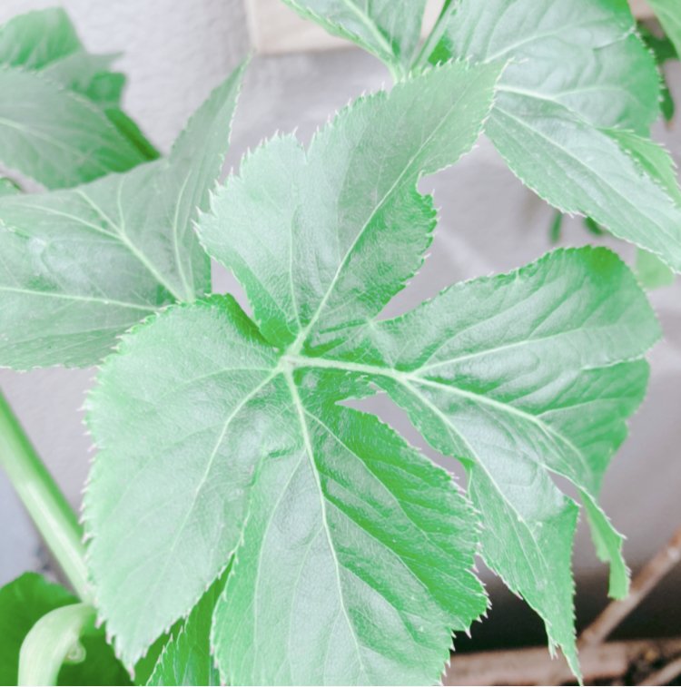 人名図鑑 伊藤圭介 Sara Note