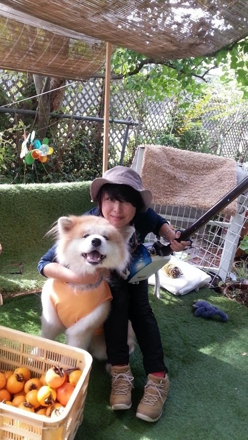 秋田犬と津軽三味線 シーナ Note 秋田犬と津軽三味線 シーナ Note