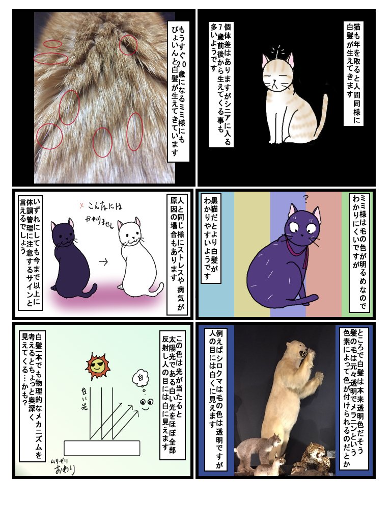 エッセイ漫画第57話 猫に白髪 広翼 Note エッセイ漫画第57話 猫に白髪 広翼 Note
