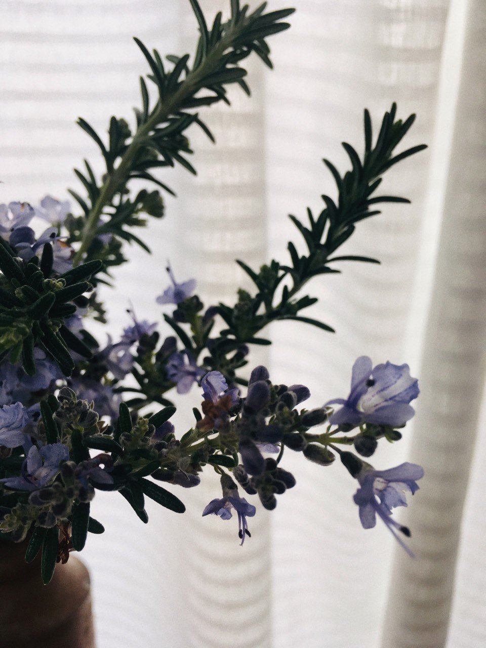 ローズマリープロストラタス 針絵 Note