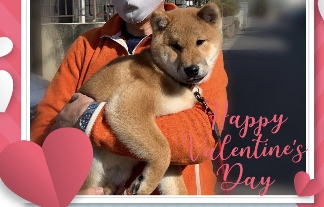 動物 優しい人 最高のスタイルのインスピレーション