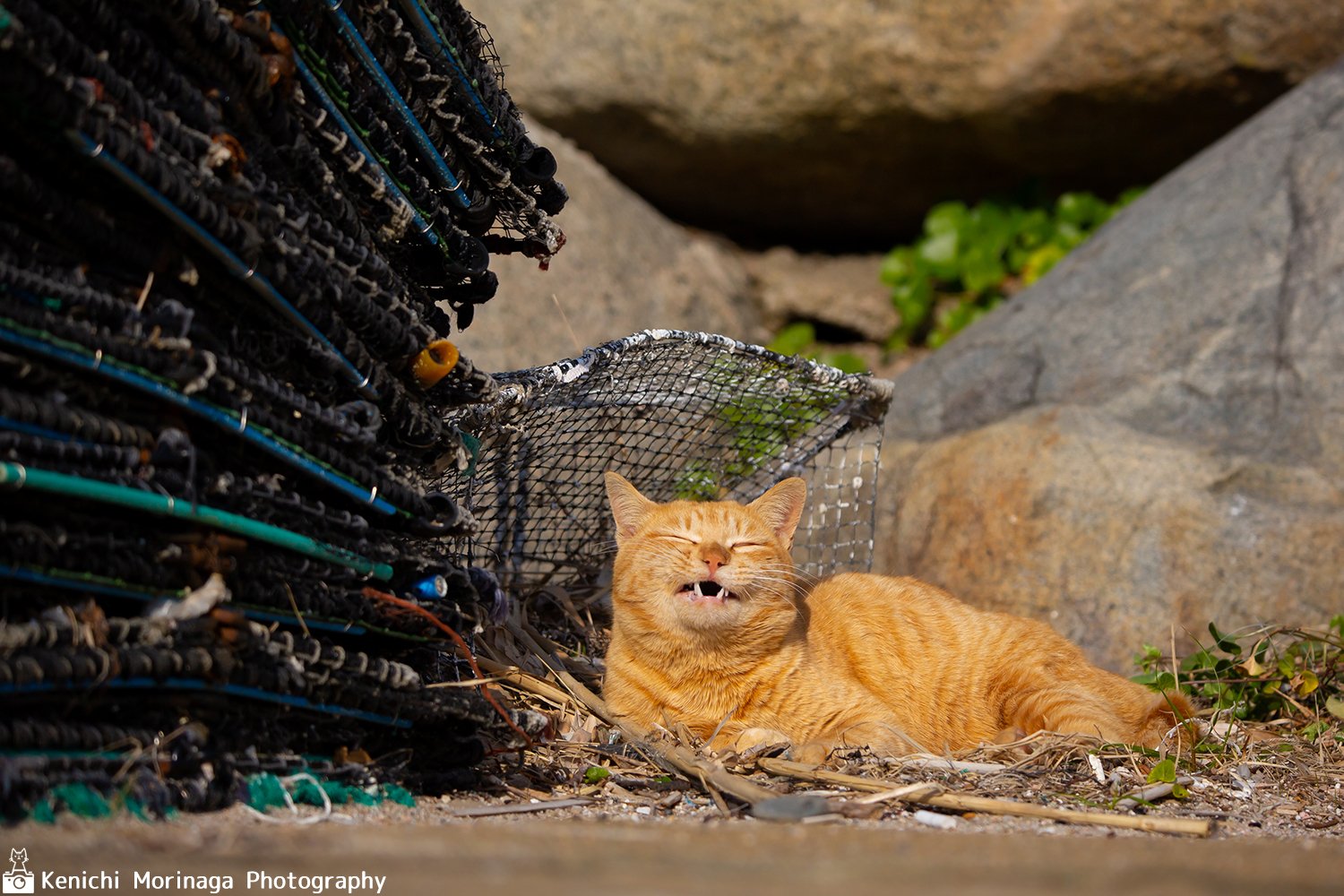 力が欲しいか 猫写真家 森永健一 モリケン フォトエッセイ執筆 取材撮影 ネコ写真イベントもしています Note 力が欲しいか 猫写真家 森永健一 モリケン フォトエッセイ執筆 取材撮影 ネコ写真イベントもしています Note