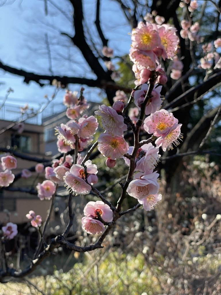 小石川植物園の梅 今が見頃です 長谷部浩 Note
