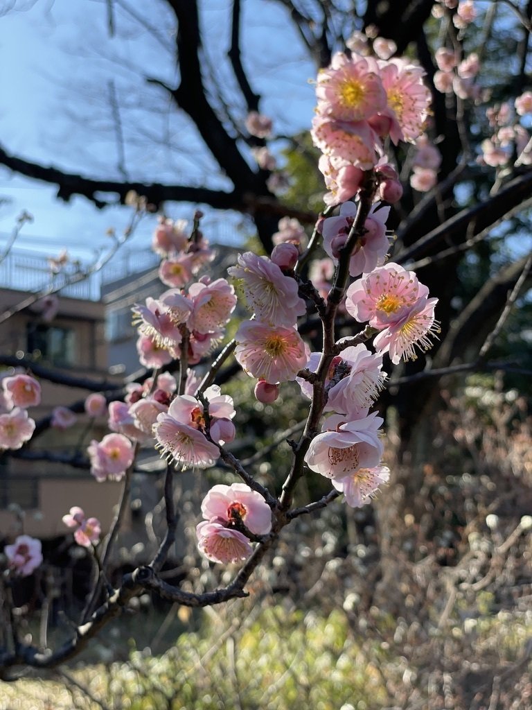 小石川植物園の梅 今が見頃です 長谷部浩 Note 小石川植物園の梅 今が見頃です 長谷部浩 Note