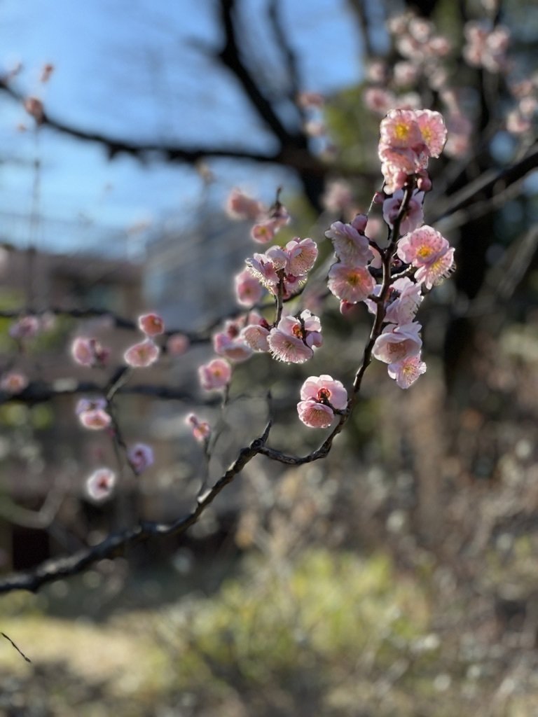 小石川植物園の梅 今が見頃です 長谷部浩 Note 小石川植物園の梅 今が見頃です 長谷部浩 Note