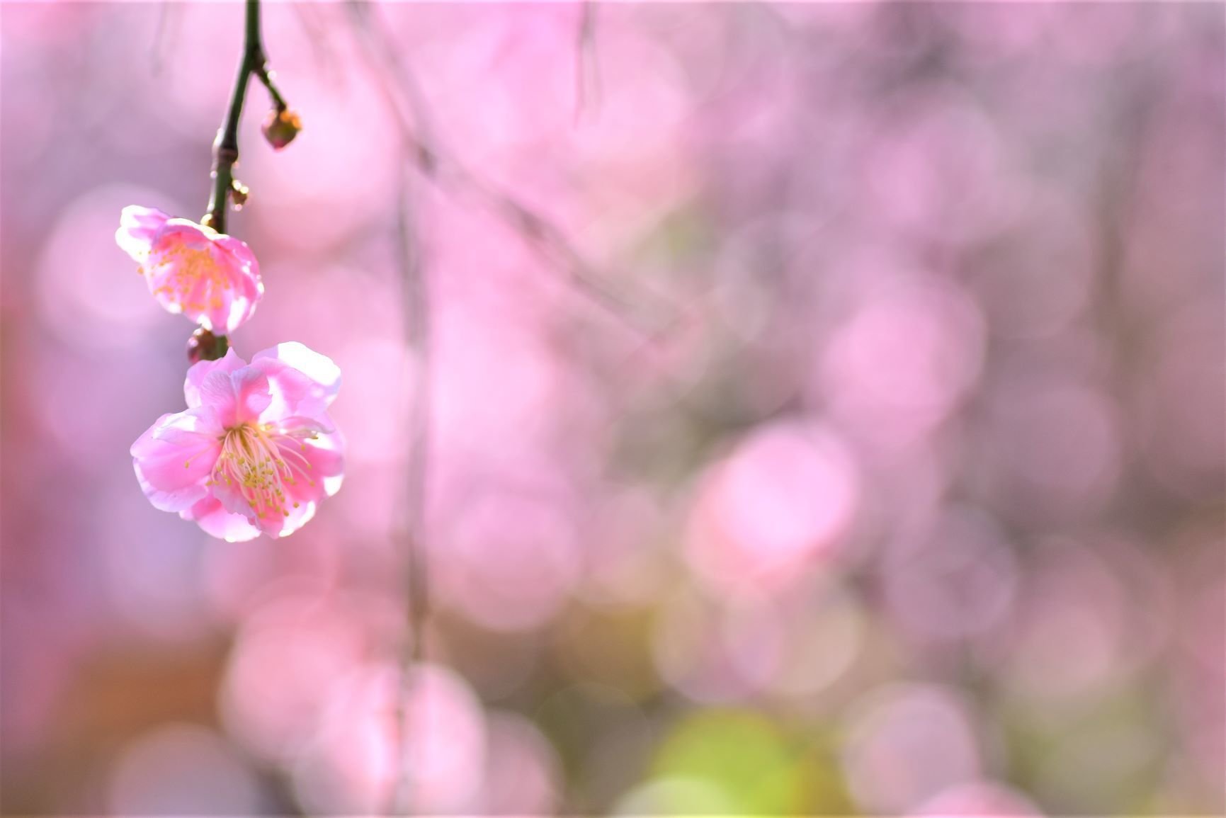 八重寒紅枝垂（やえかんこうしだれ） 呉服枝垂（ごふくしだれ） 園芸
