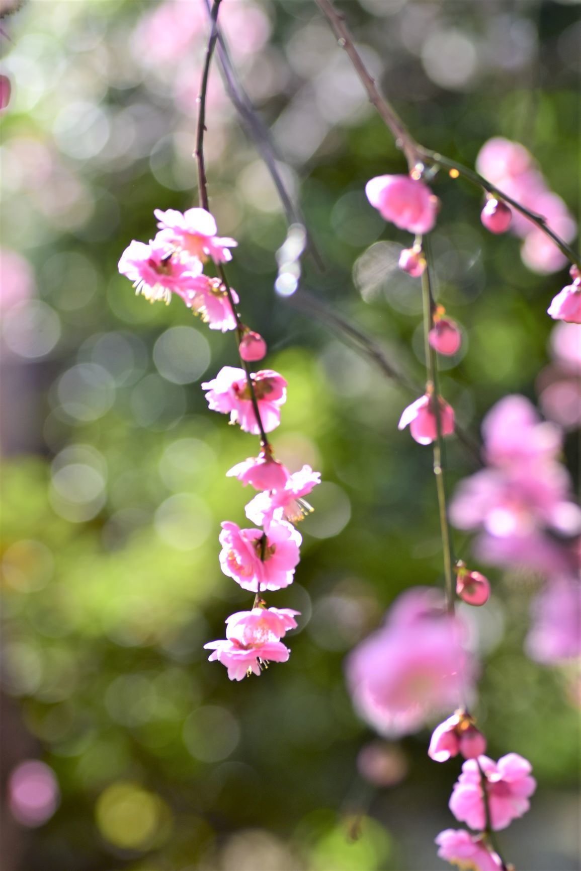 花梅：呉服枝垂｜スナフ