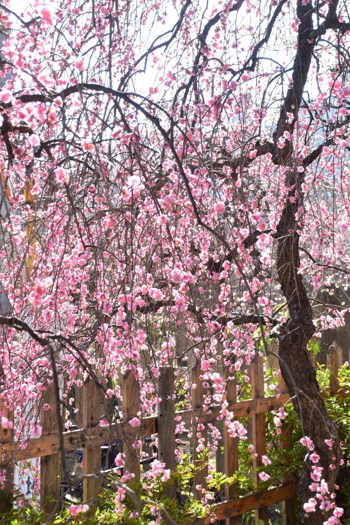 花梅：呉服枝垂｜スナフ