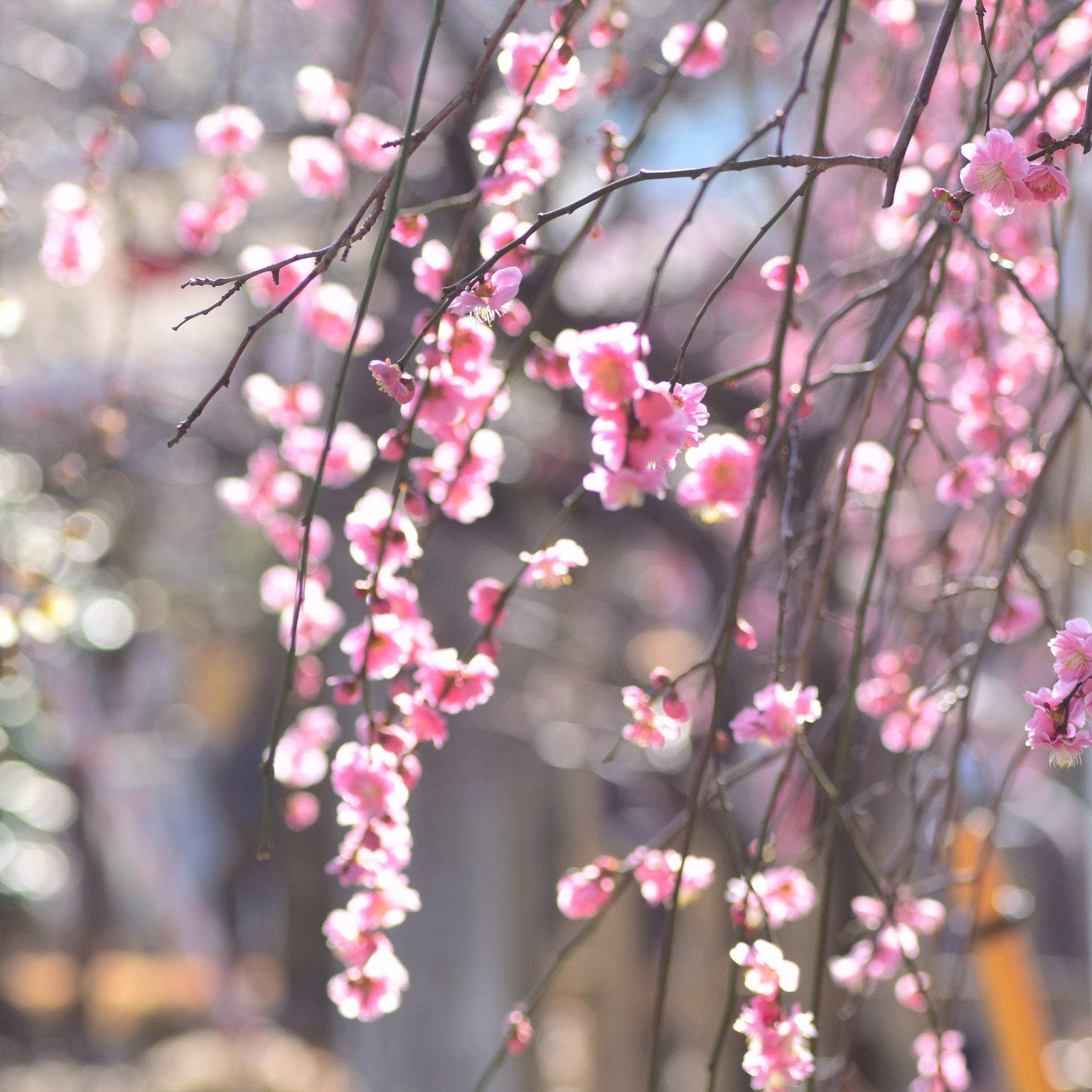 花梅：呉服枝垂｜スナフ