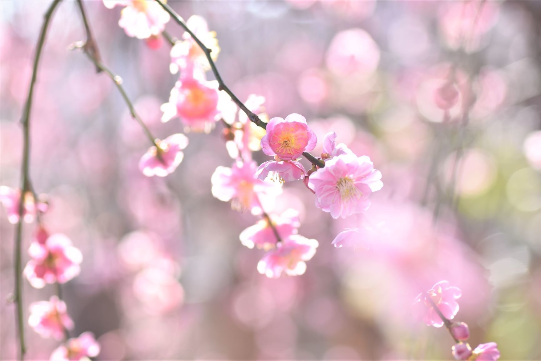 花梅：呉服枝垂｜スナフ