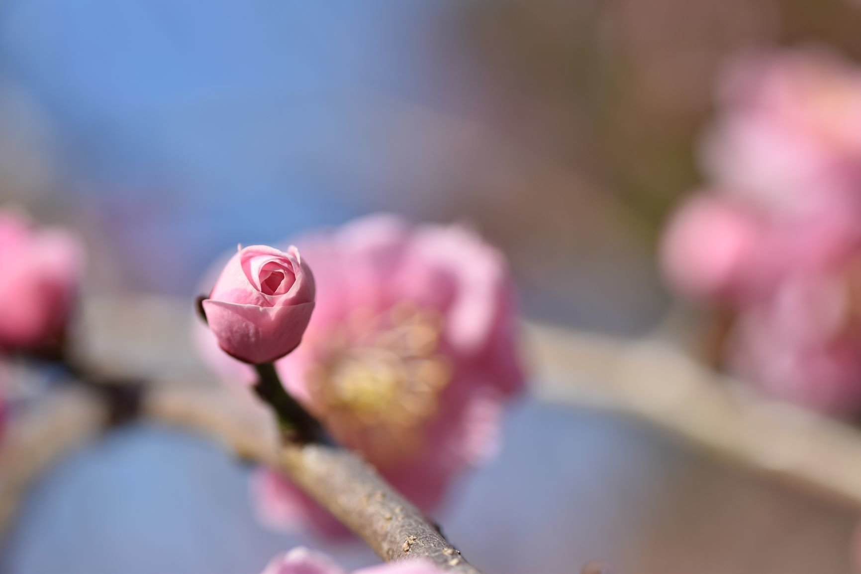 花梅：呉服枝垂｜スナフ