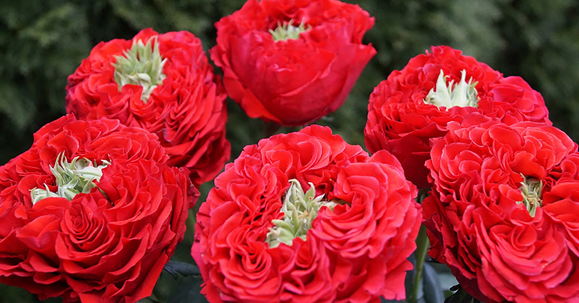 あの花の名前｜Commy