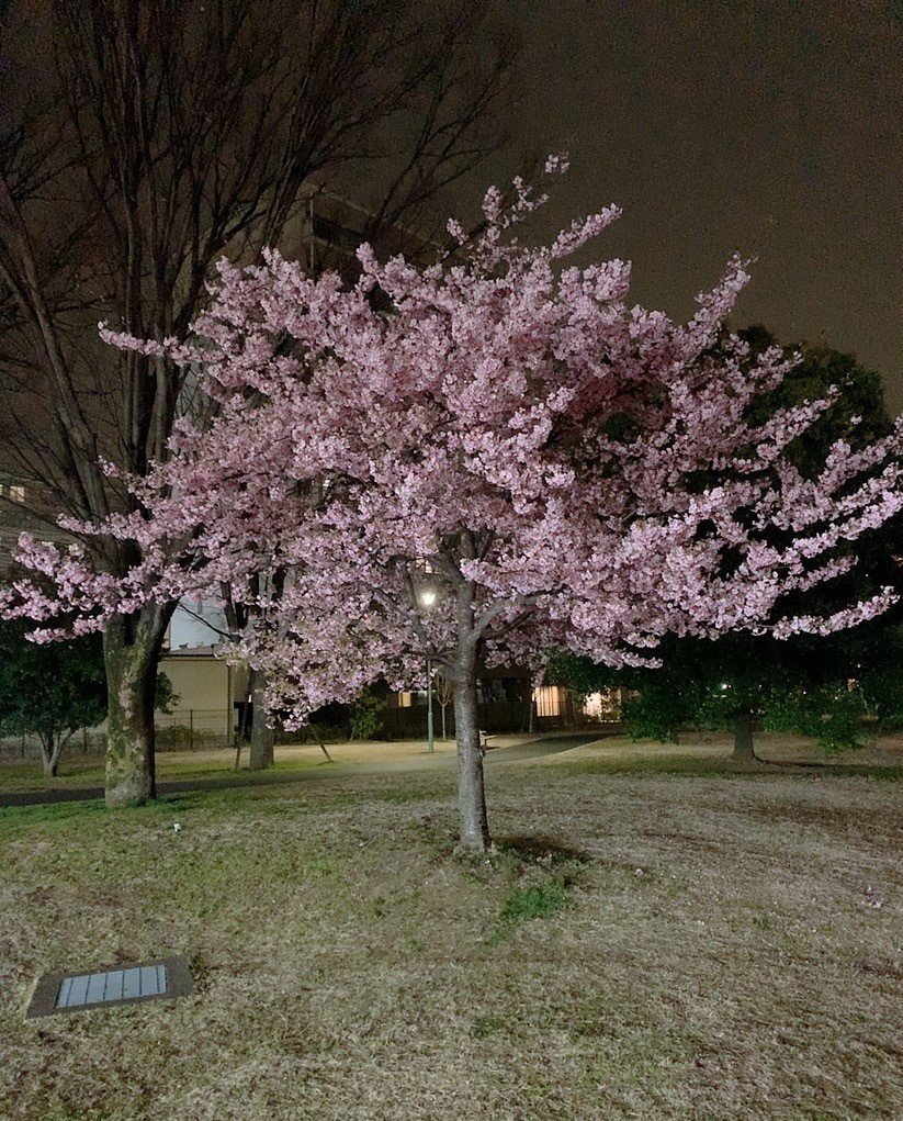夜桜 Lzy Note 夜桜 Lzy Note