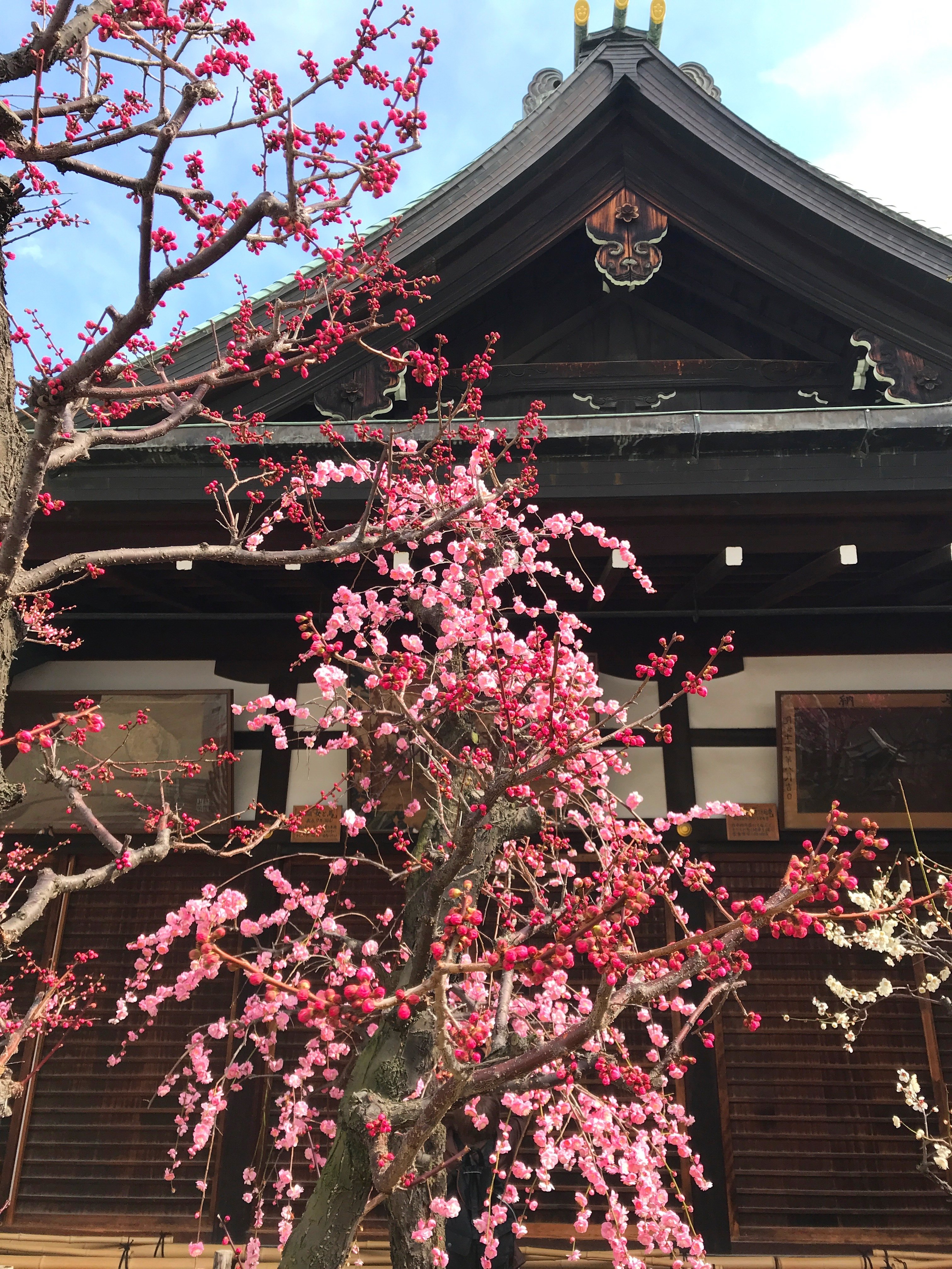 大阪うめ速 Maron Note