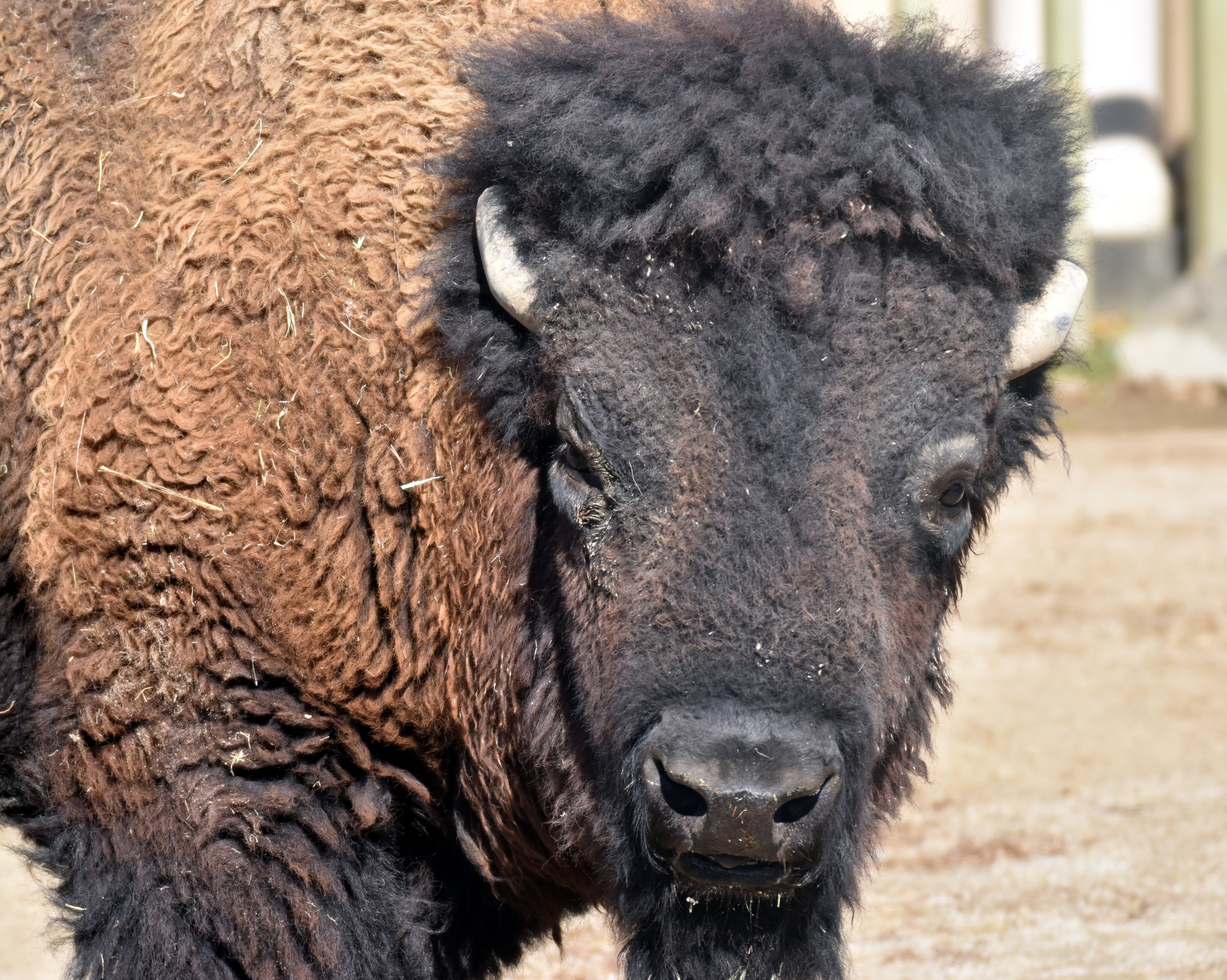 アメリカバイソン 鯨偶蹄目ウシ科 Hirahiranote Note