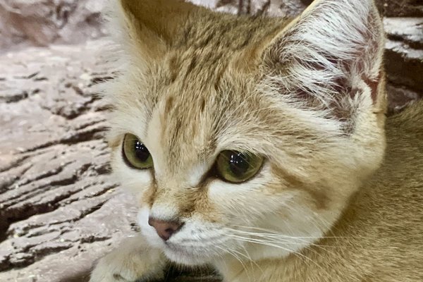 アミーラ の新着タグ記事一覧 Note つくる つながる とどける アミーラ の新着タグ記事一覧 Note つくる つながる とどける