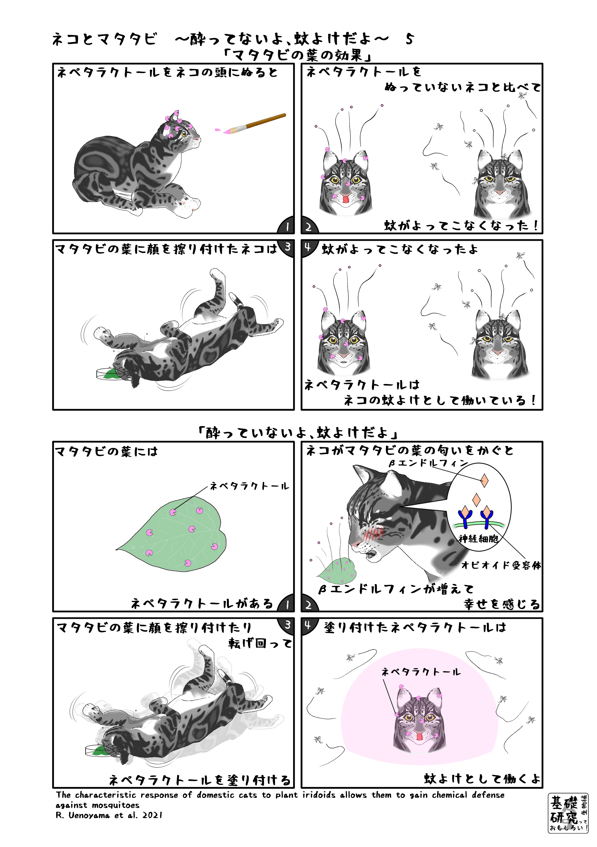 ネコとマタタビ 酔ってないよ 蚊よけだよ 5 終 かわいせーざん 基礎研究っておもしろい 生物編 Note ネコとマタタビ 酔ってないよ 蚊よけだよ 5 終 かわいせーざん 基礎研究っておもしろい 生物編 Note