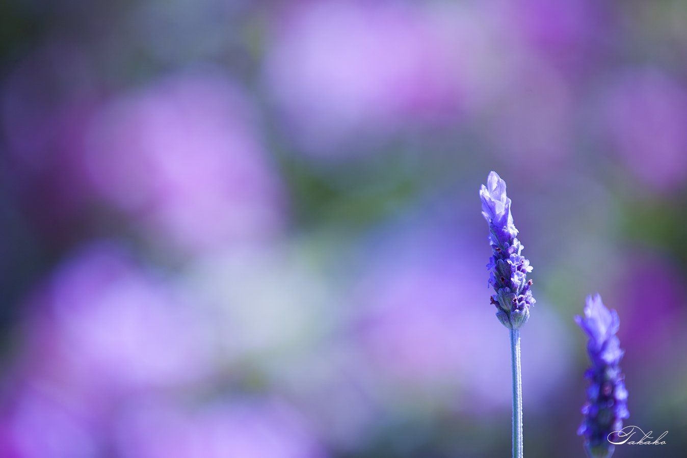 紫のラベンダーとピンクのキラキラが可愛い 写真家 清水貴子 Note