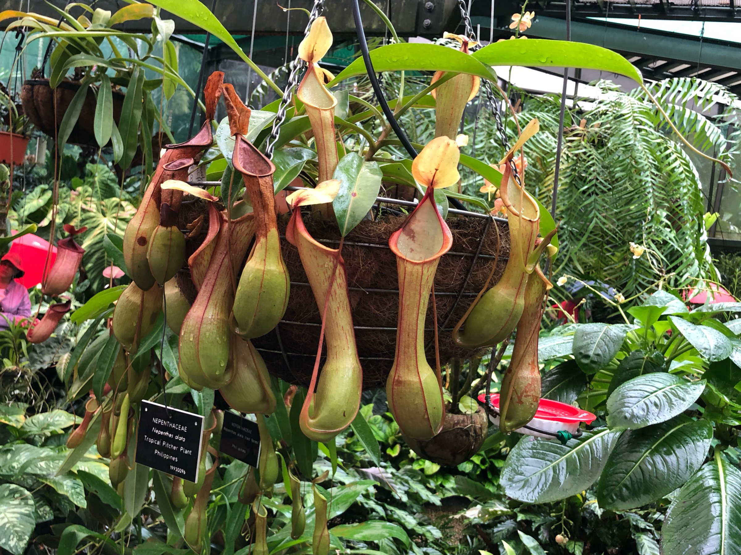 一年前の植物園 ひなた とりこ Note