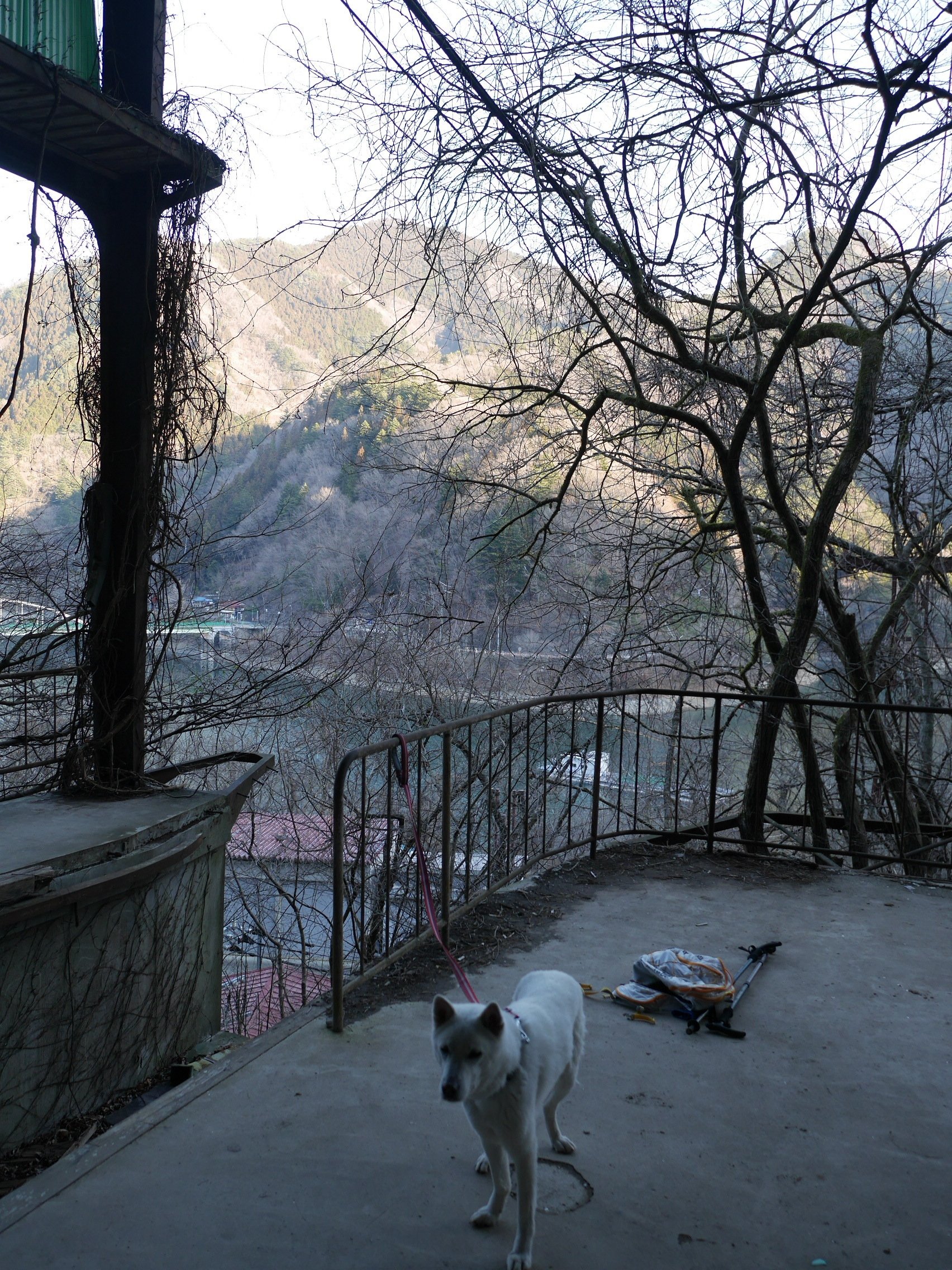 みとうさん駅 奥多摩 白犬黒犬と散歩 Kickno Note