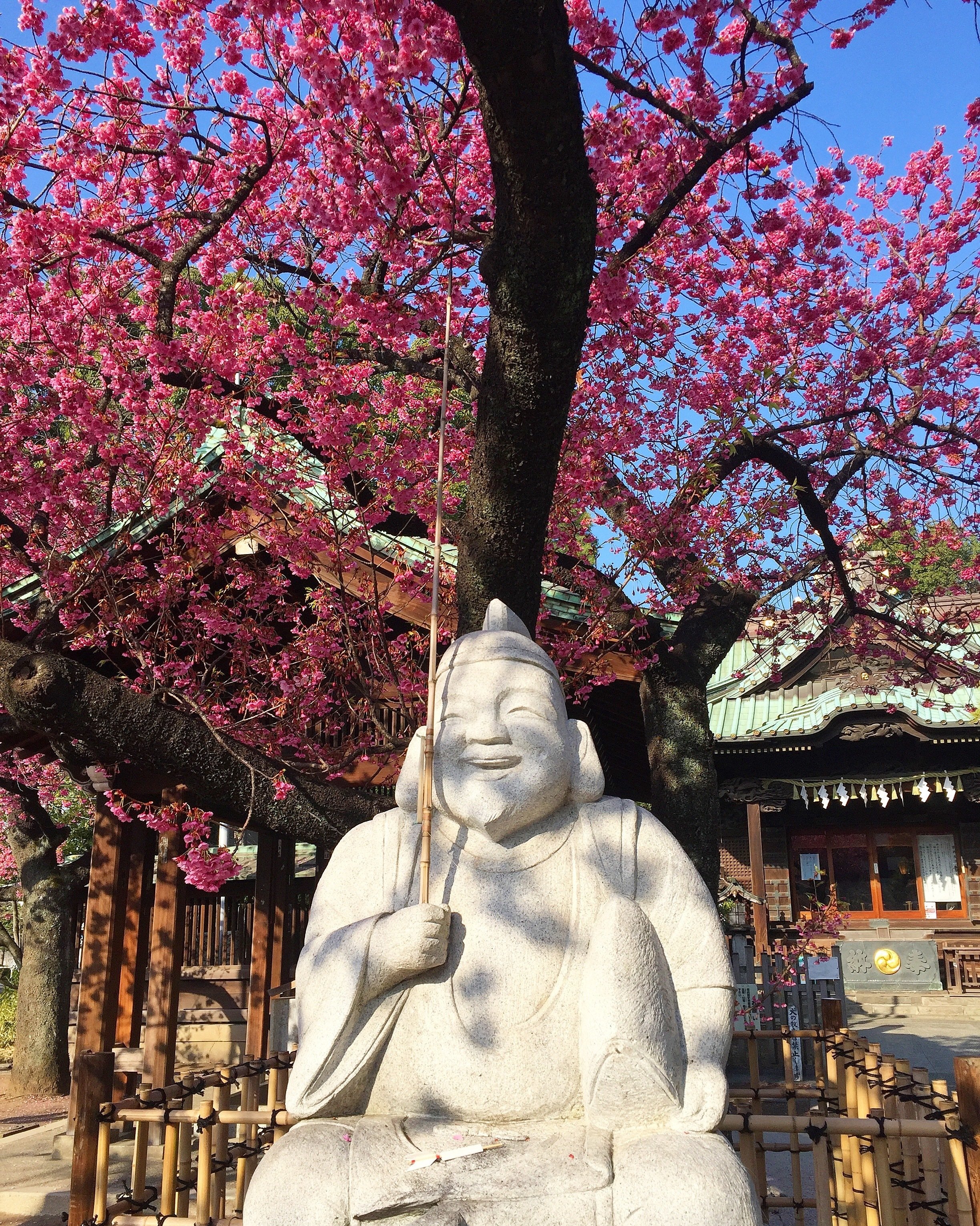 Photo Gallery 北品川 荏原神社 恵比寿様と寒緋桜 鳴海邦彦 公式 Kunihiko Narumi Official Note