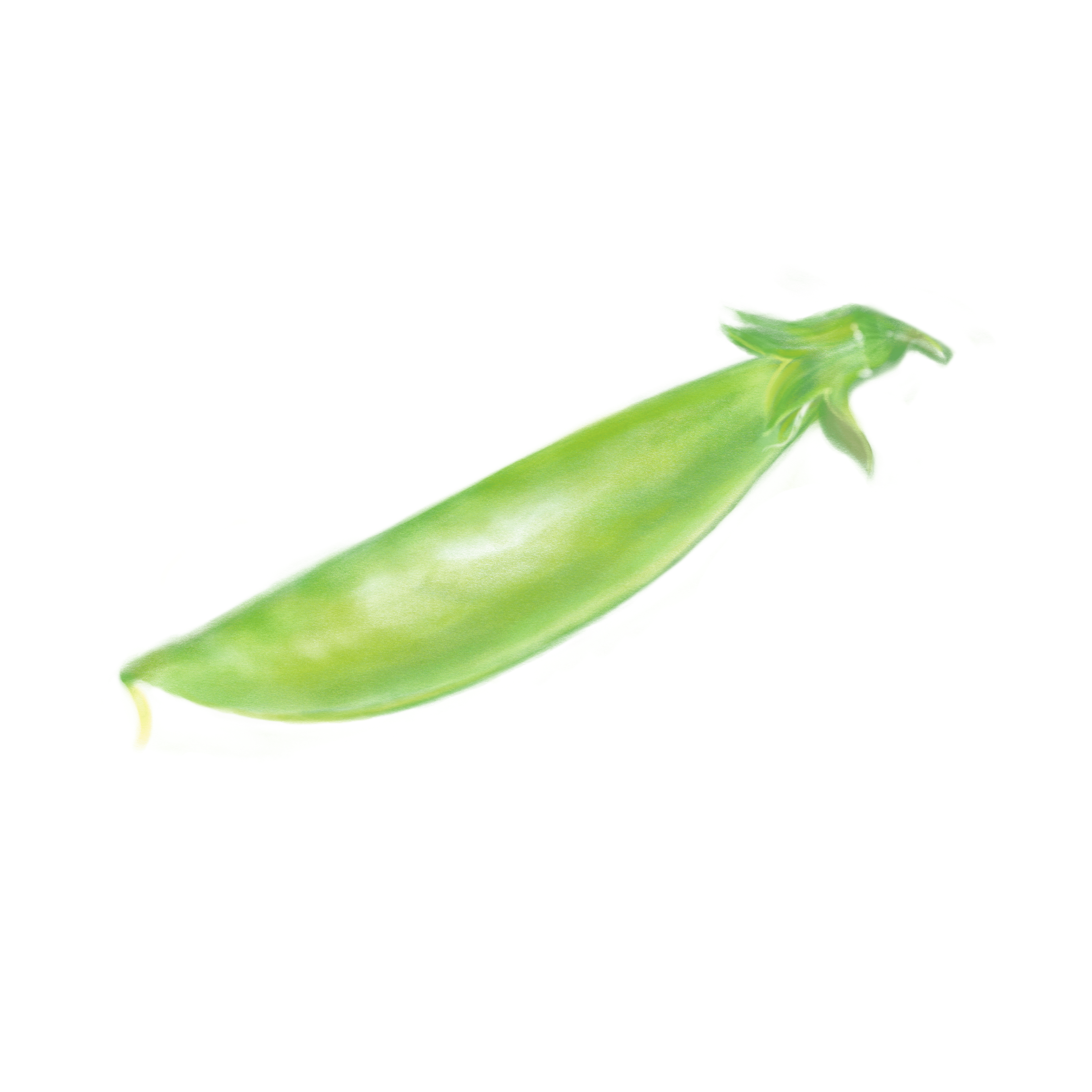 Autodesk Sketchbookの鉛筆でスナップエンドウを描く２ Rmia Note