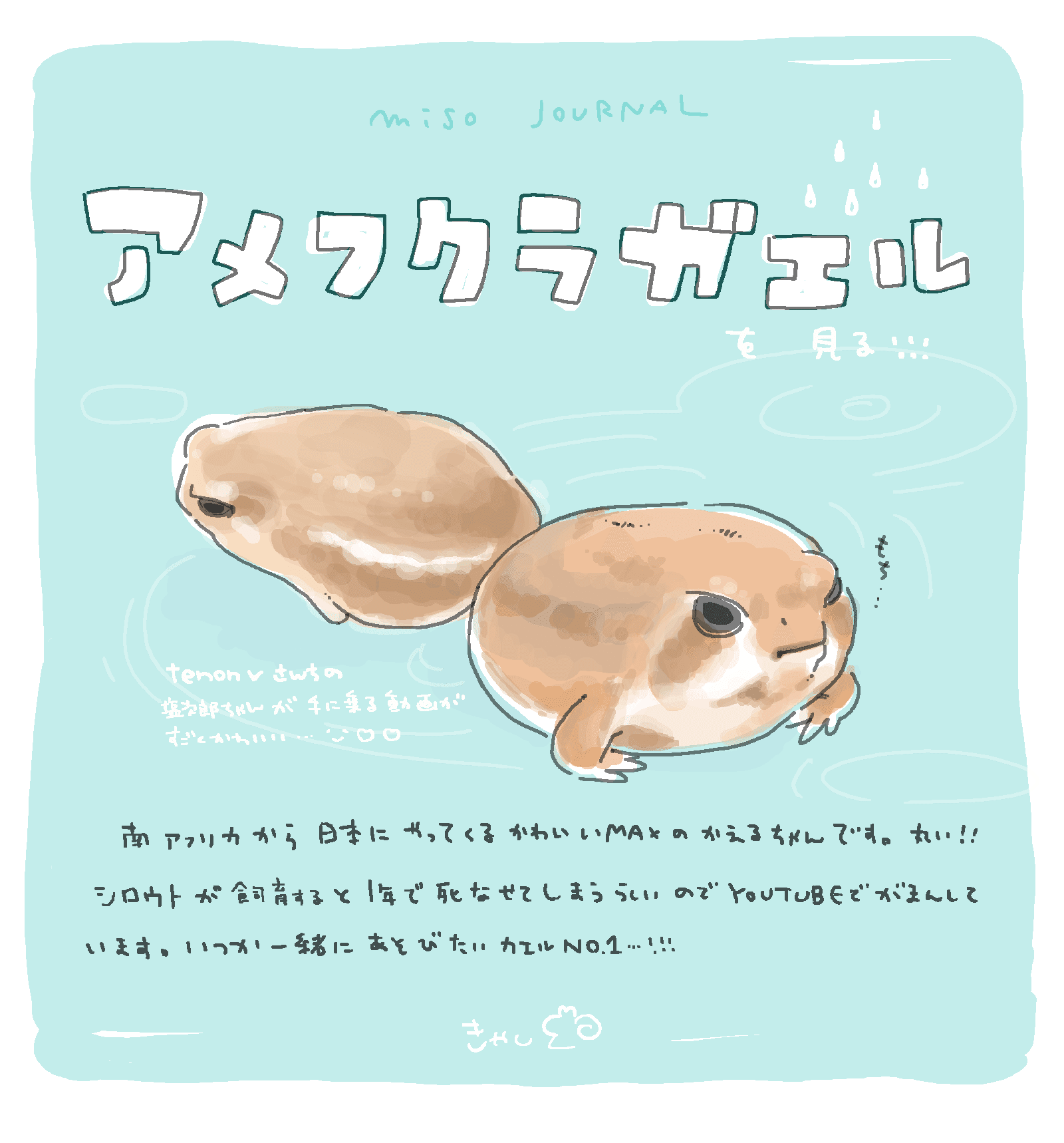 おうち時間でもちもちカエルちゃんの動画を見る │きゃし｜miso