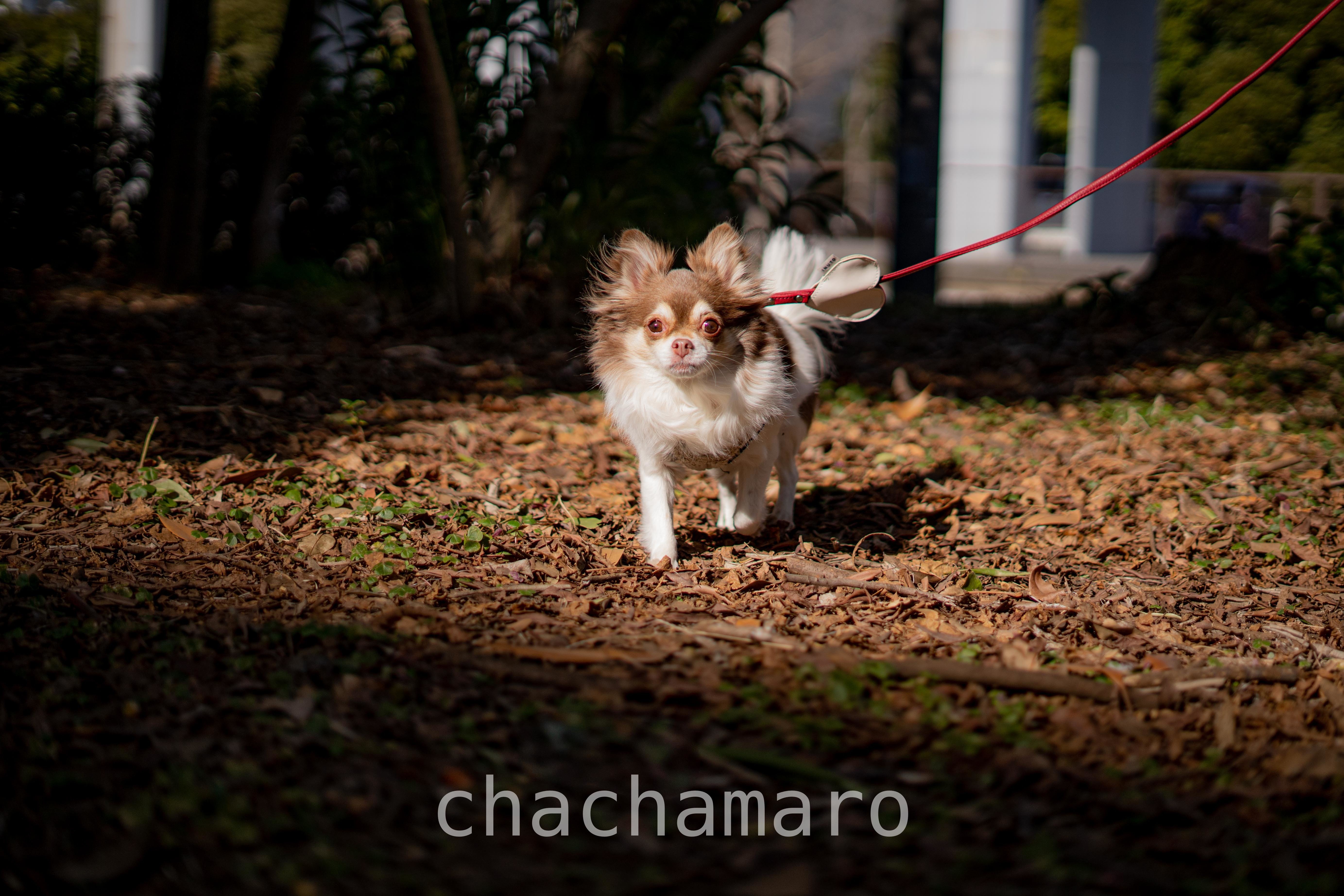 ちっちゃいだるまさんがころんだ ちゃちゃマロ 元保護犬10歳の日常 Note ちっちゃいだるまさんがころんだ ちゃちゃマロ 元保護犬10歳の日常 Note