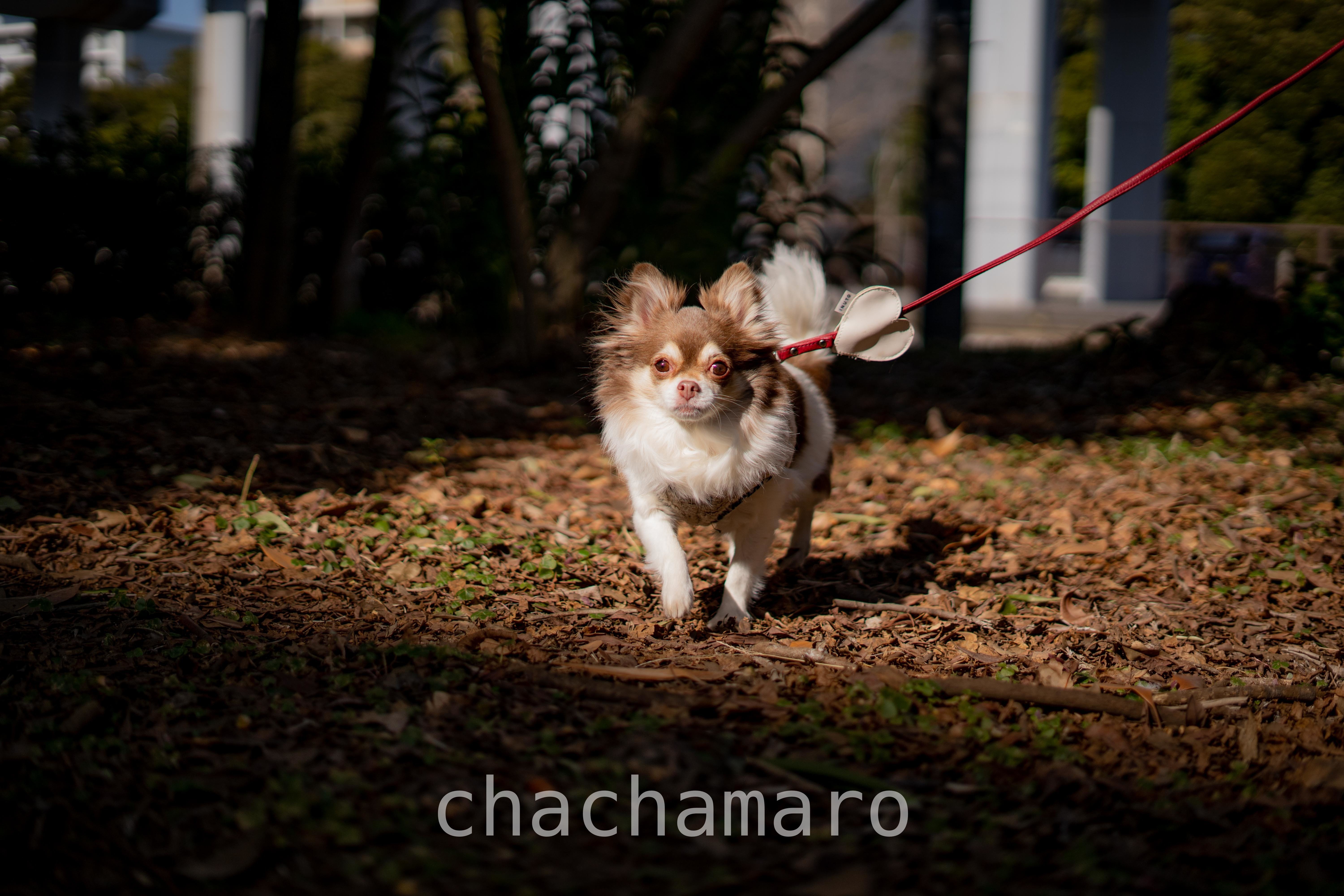 ちっちゃいだるまさんがころんだ ちゃちゃマロ 元保護犬10歳の日常 Note ちっちゃいだるまさんがころんだ ちゃちゃマロ 元保護犬10歳の日常 Note