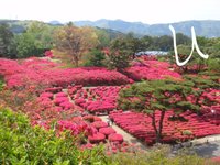 つつじ広がる 小室山公園つつじ祭り 静岡 日本 海に舞う Note