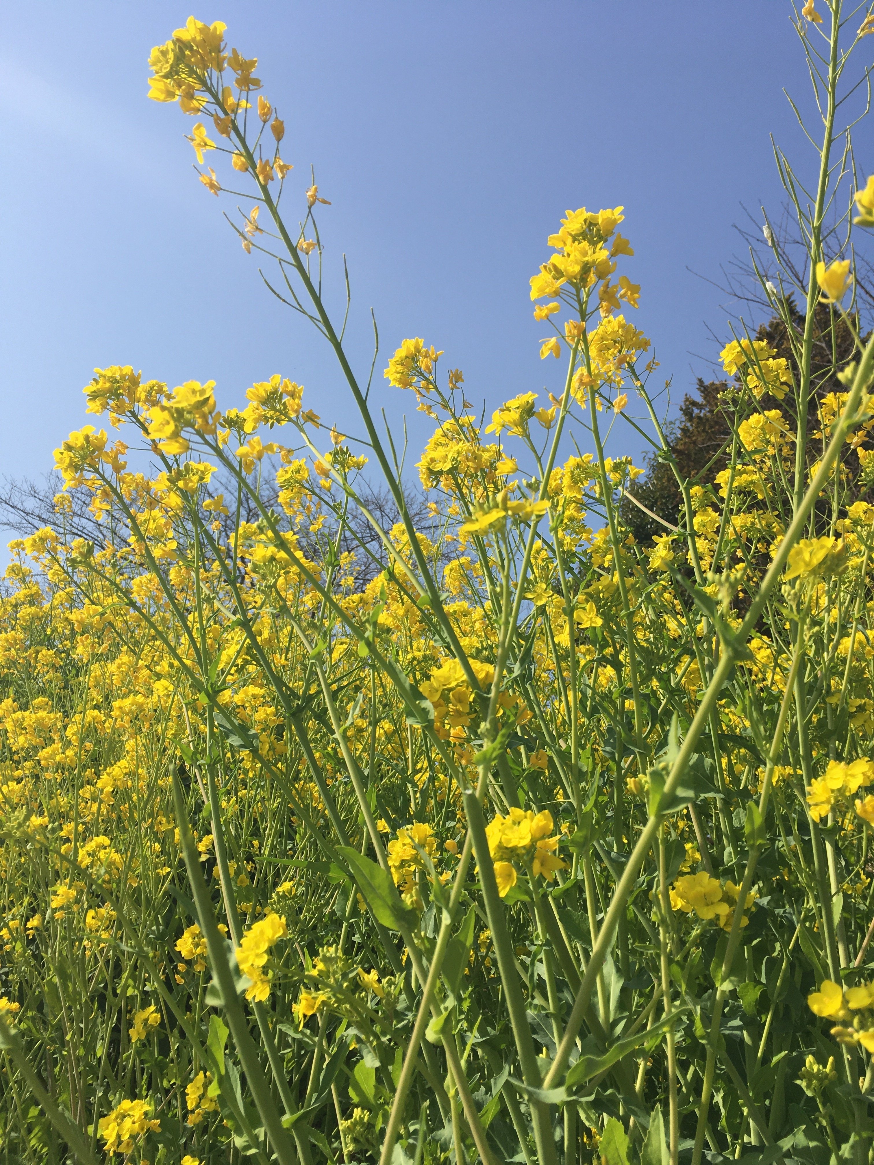 菜の花到来の季節 なんじろう 営業脳を鍛えて活気ある日々を過ごそう Note 菜の花到来の季節 なんじろう 営業脳を鍛えて活気ある日々を過ごそう Note