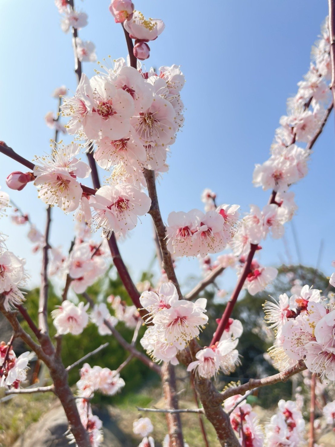 妻カメラ 15年ぶりに地元の神社へ梅の花を見に行ってみた Tandy0923 Note 妻カメラ 15年ぶりに地元の神社へ梅の花を見に行ってみた Tandy0923 Note
