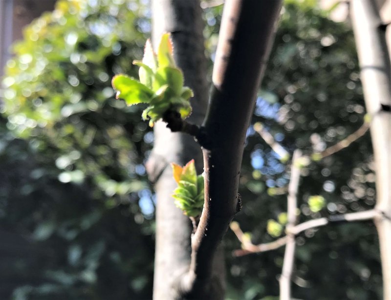 花梨 の新着タグ記事一覧 Note つくる つながる とどける 花梨 の新着タグ記事一覧 Note つくる つながる とどける