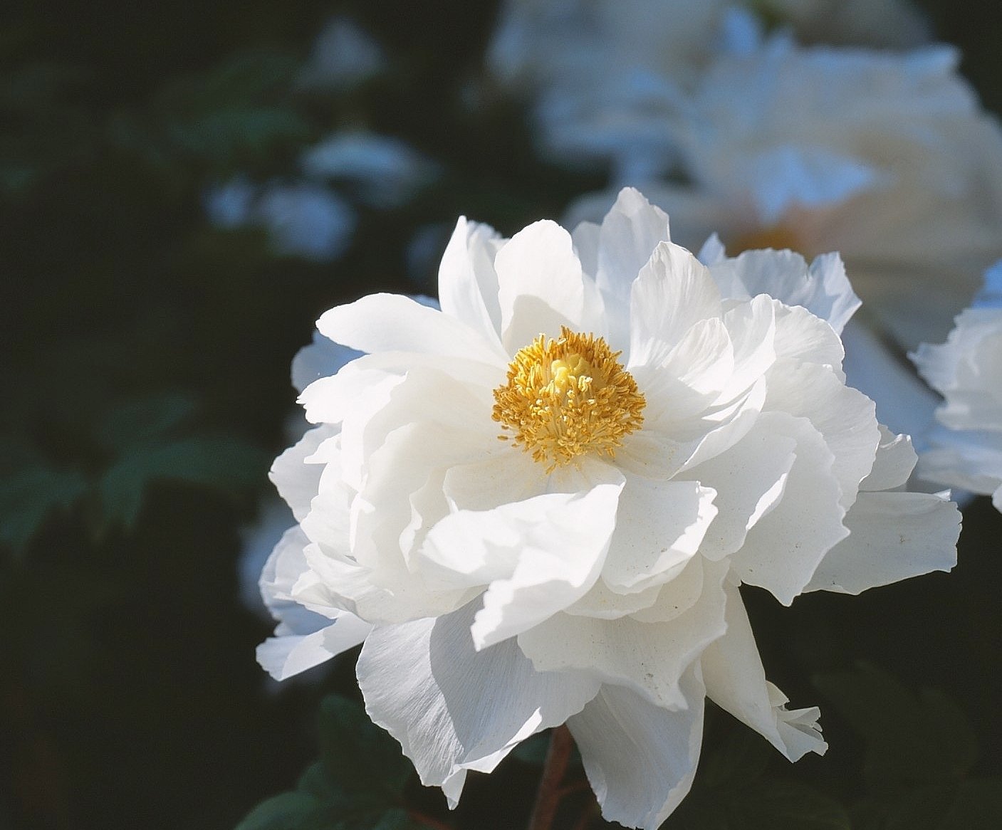 白い牡丹 秋のワンダーフォーゲル Note