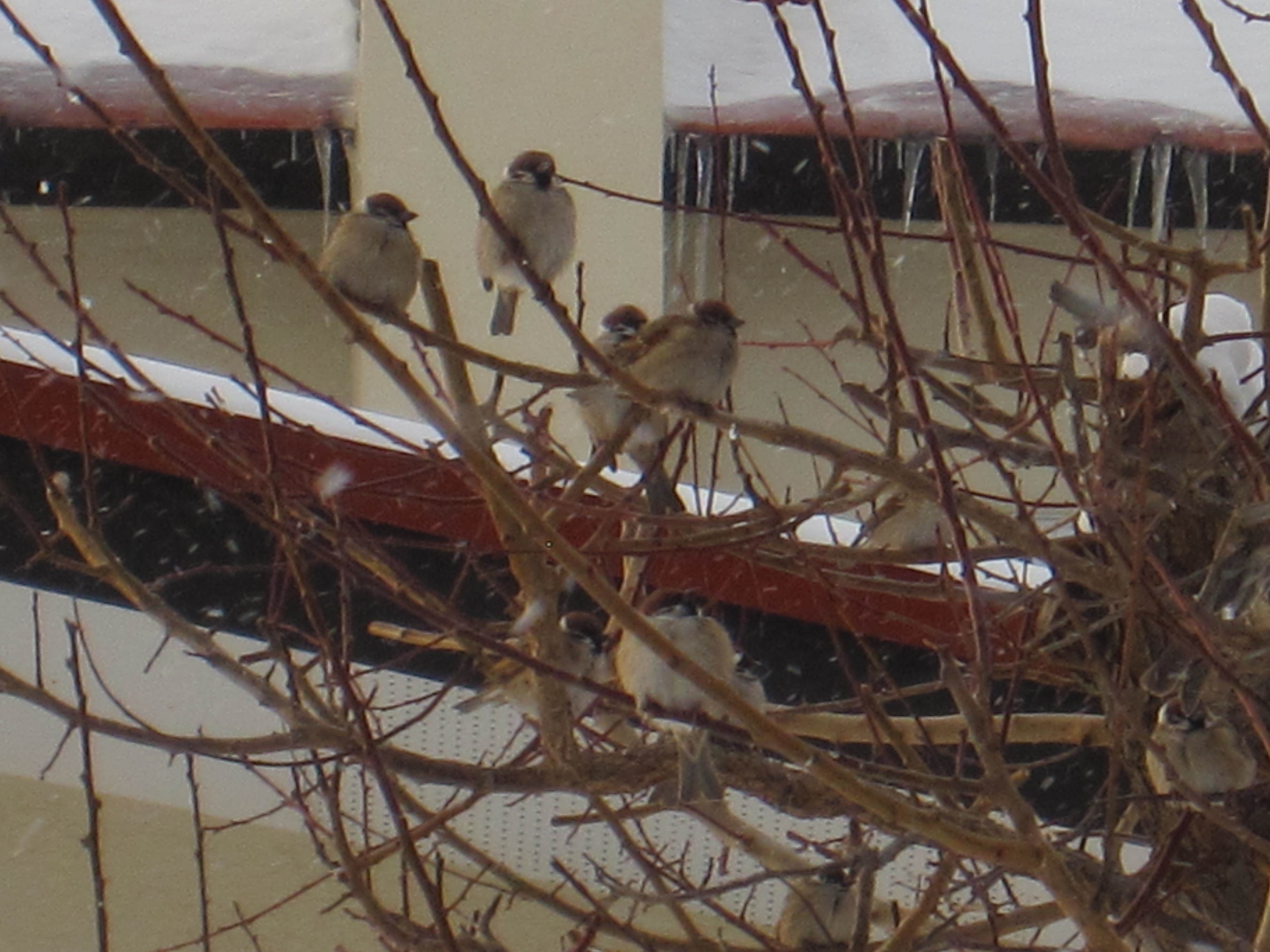 2月25日 梅の木のヒヨドリさんとスズメさん Yuhua O Note