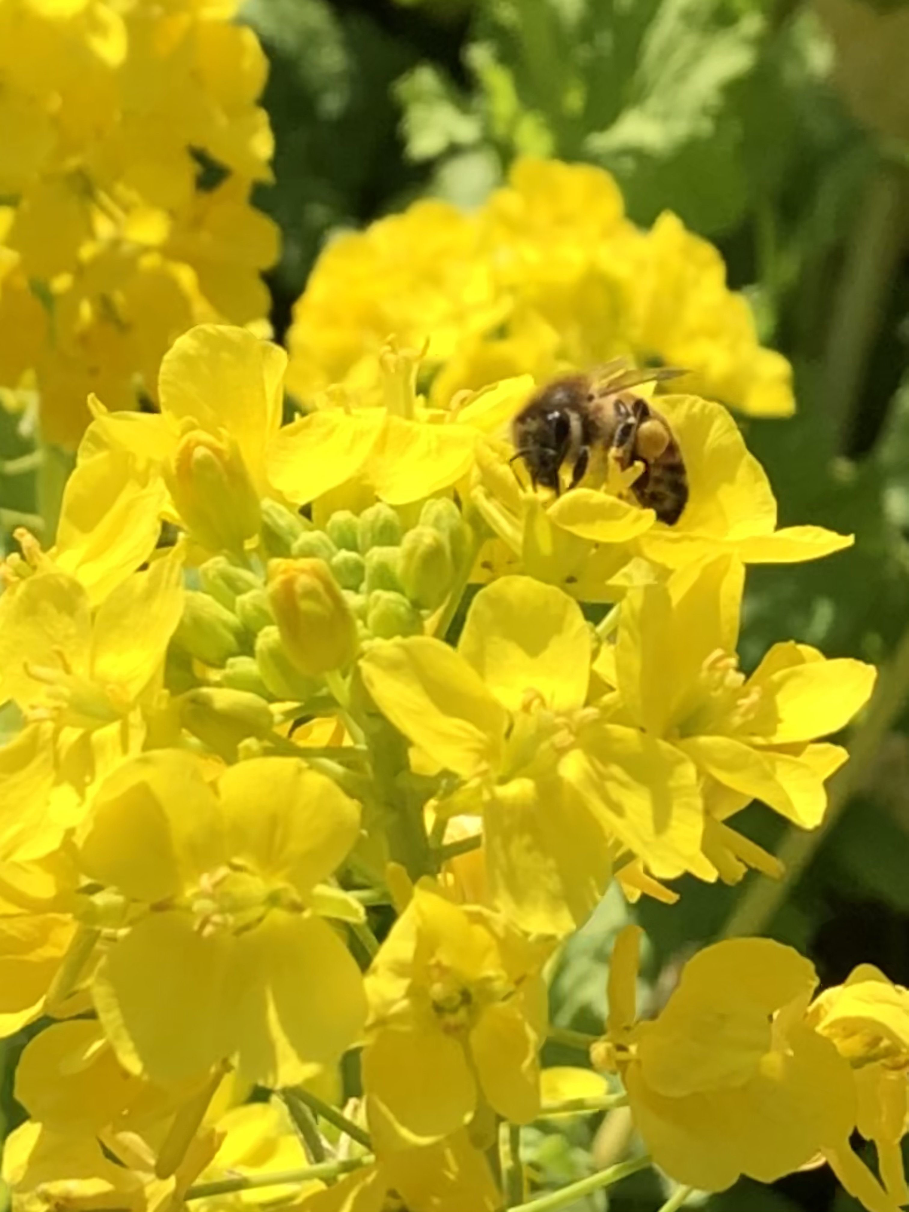 菜の花畑 Pono Note