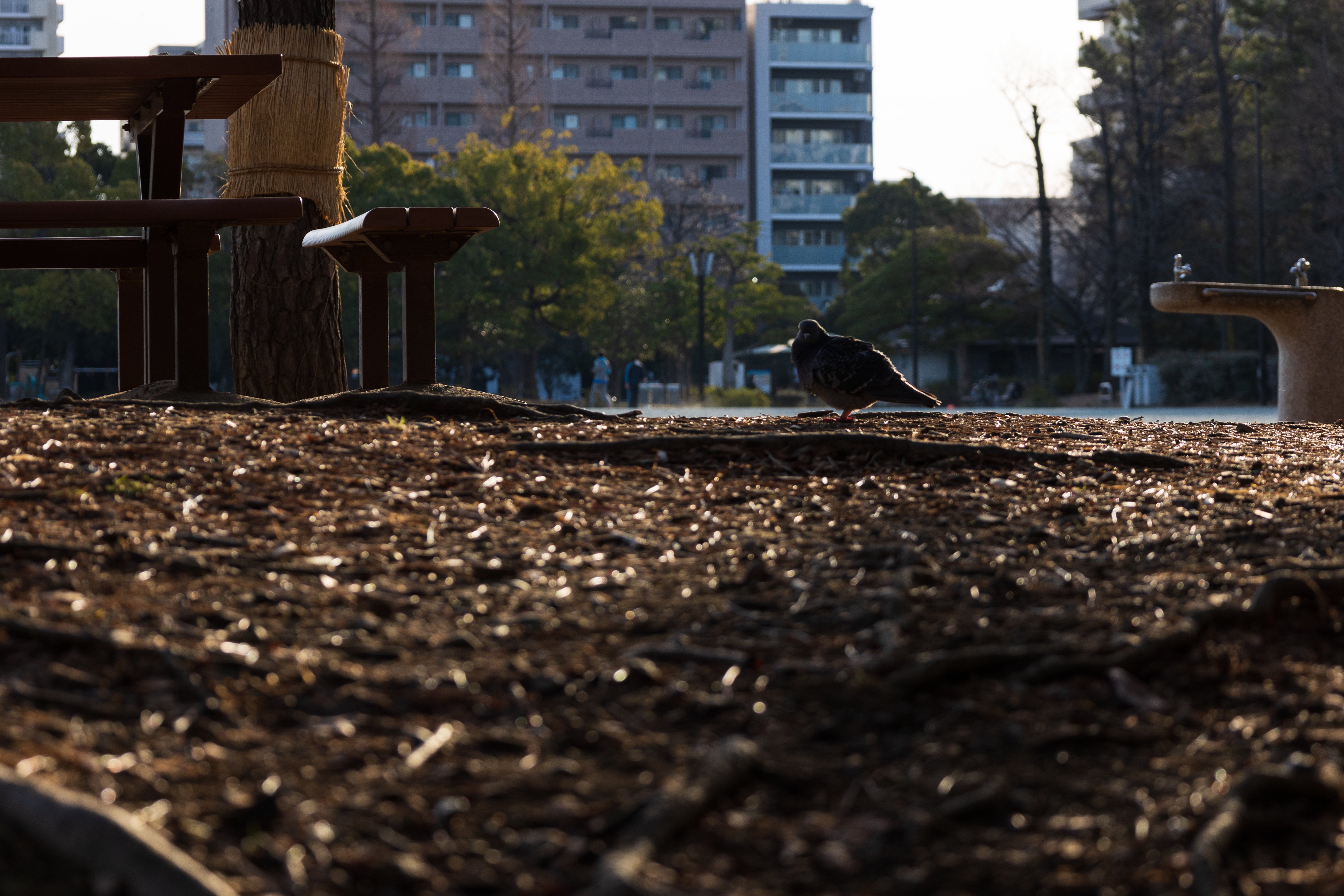 目と目が合って When Eyes Meet Masae Photo Note 目と目が合って When Eyes Meet Masae Photo Note