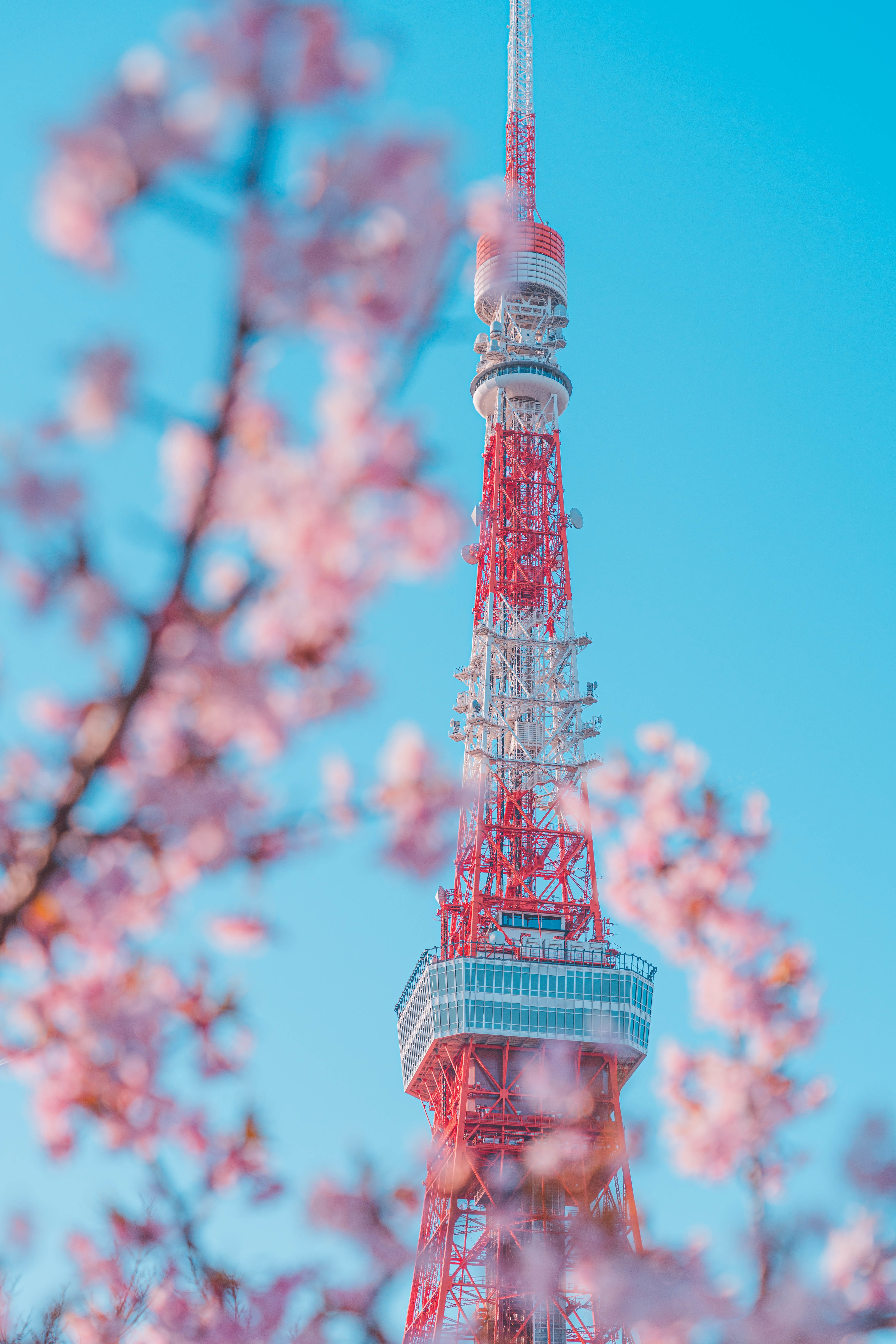 花より団子 東京タワーより桜 O太郎 Urban Photographer Note